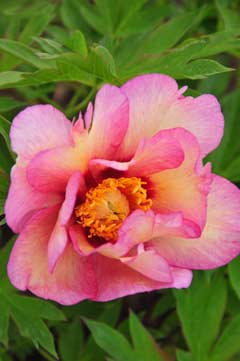 Paeonia pastel splendor Paeonia pastel splendor