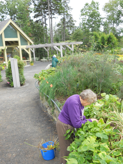 Therapeutic Horticulture at the Gardens