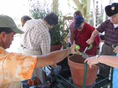 Therapeutic Horticulture at the Gardens