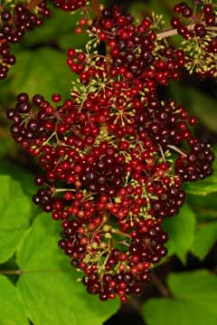 Aralia racemosa Aralia racemosa