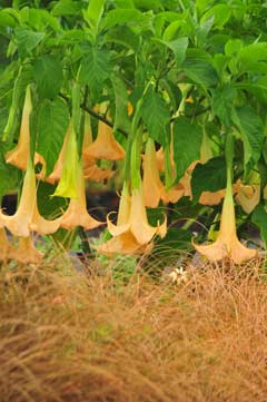 Brugmansia Brugmansia