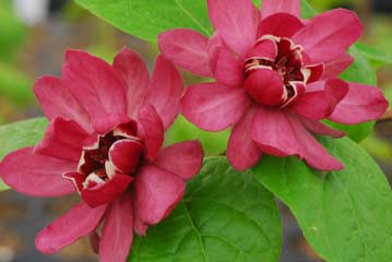 Calycanthus raustonii Calycanthus raustonii