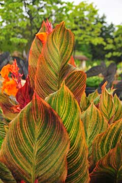Canna tropicana Canna tropicana