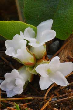 Epigaea Epigaea