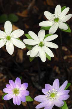 Hepatica acutiloba Hepatica acutiloba