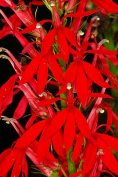 Lobelia cardinalis Lobelia cardinalis