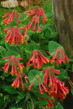 Lonicera sempervirens Lonicera sempervirens