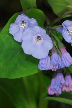 Mertensia virginica Mertensia virginica