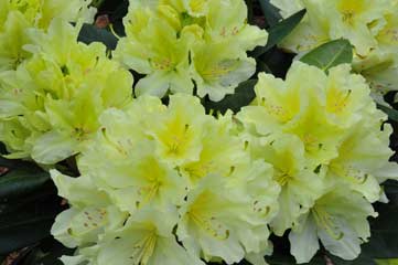 Rhododendron capistrano Rhododendron capistrano