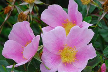 Rosa virginiana Rosa virginiana