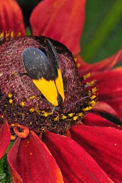 Rudbeckia cherry brandy Rudbeckia cherry brandy