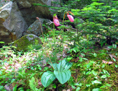 Research-Lady-slippers by B Freeman