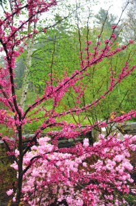 7-cercis-canandensis-tennessee-pink-with-Rhododendron-'Caronella'-w-cullina-DSC_6825a