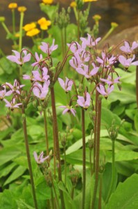 Dodecatheon-clevelandii-ssp.-insulare-DS5_7528 Dodecatheon-clevelandii-ssp.-insulare-DS5_7528