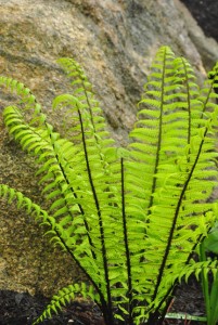 Dryopteris-polylepis-DSC_7169 Dryopteris-polylepis-DSC_7169