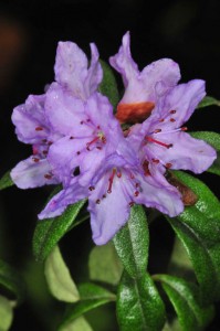 Rhododendron-hippophaeoides-DS5_8965 Rhododendron-hippophaeoides-DS5_8965