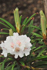 Rhododendron-roxieanum-var.-oreonastes-DS5_9017 Rhododendron-roxieanum-var.-oreonastes-DS5_9017