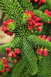 abies-numidica-DS5_8575 abies-numidica-DS5_8575
