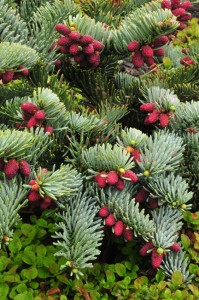 abies-pprocera-glauca-prostrata-DS5_7628 abies-pprocera-glauca-prostrata-DS5_7628