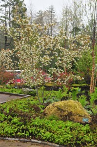 amelanchier-autumn-brilliance-lerner-garden-DS5_7670 amelanchier-autumn-brilliance-lerner-garden-DS5_7670