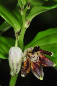 disporopsis-or-polygonatum-sp-DS5_8766