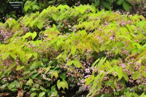 epimedium-enchantress-DS5_8655