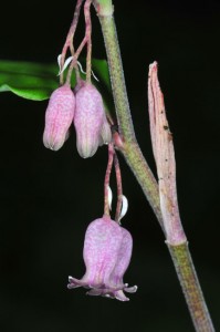 polygonatum-prattii-DS5_8863