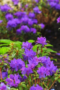rhododendron-blue-baron-DS5_8414