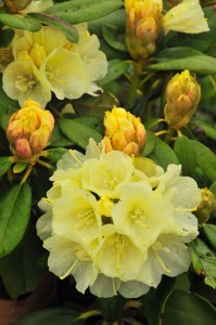 rhododendron-lemon-dream-DS5_8123