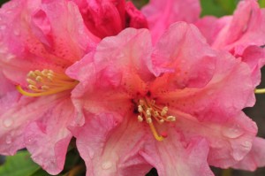rhododendron-mary-belle-DS5_8639