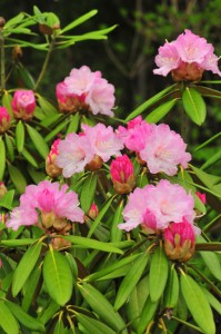 rhododendron-metternichiii-DS5_8971 rhododendron-metternichiii-DS5_8971