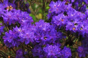 rhododendron-starry-night-DS5_8991 rhododendron-starry-night-DS5_8991