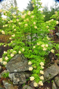 sambucus-racemosa-ssp-pubensDSC_6940 sambucus-racemosa-ssp-pubensDSC_6940