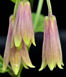 Disporum-cantoniense-DS5_5227-William_Cullina Disporum-cantoniense-DS5_5227-William_Cullina