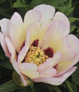 Paeonia-pastel-splendor-william-cullinaa Paeonia-pastel-splendor-william-cullinaa