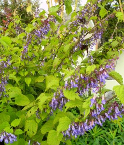 Plectranthus-kamebaDSCN0287a-William_Cullina Plectranthus-kamebaDSCN0287a-William_Cullina