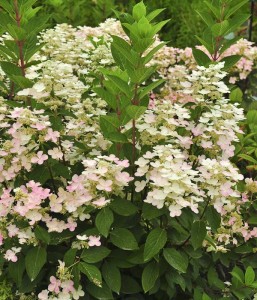hydgrangea-paniculata-quick-fire-DSC_8964a-William_Cullina