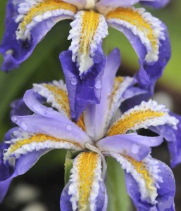 iris-cristata-Dick-Redfield-DS5_9177a-William_Cullina iris-cristata-Dick-Redfield-DS5_9177a-William_Cullina