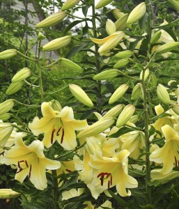 lilium-conca-d'or-DSC_8889a-William_Cullina lilium-conca-d'or-DSC_8889a-William_Cullina