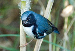 Birds-black-throated blue warbler