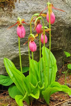 cypripedium-acaule-William_Cullina-240