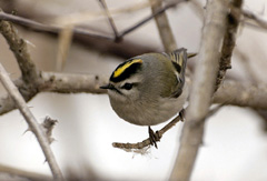 Golden-crowned kinglet (photo courtesy of Maine Audubon) Golden-crowned kinglet (photo courtesy of Maine Audubon