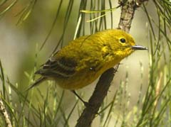 pine warbler - Courtesy Maine Audubon