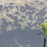 Tadpoles in the pond