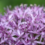 Giant Allium in the Children's Garden