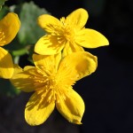 Marsh Marigold