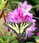 Eastern Swallowtail Butterfly - B Freeman photo