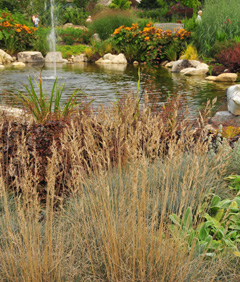 fall-winter- Festuca glauca 'Elijah Blue'-William_Cullina