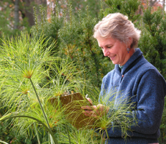 Lois Berg Stack and 'King Tut' cyperus-240