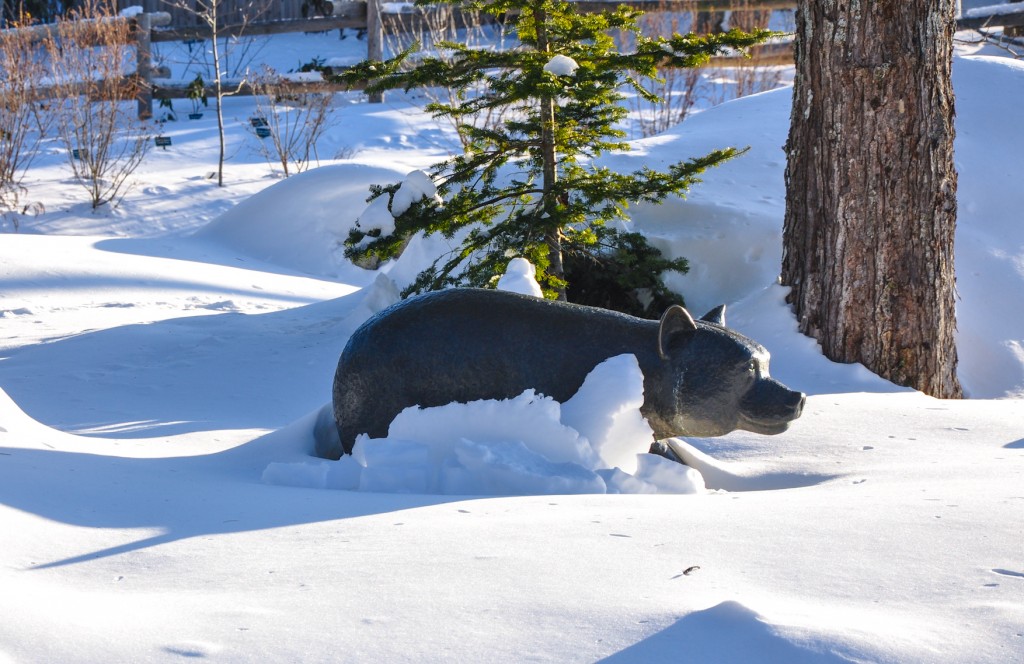 Winter bear